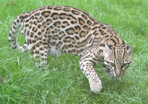 Ocelot wallpapers, Animal, HQ Ocelot pictures | 4K Wallpapers 2019