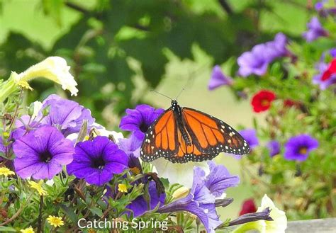 8 Essential Tips to Start Flower Gardening - Easy Beginner's Guide ...