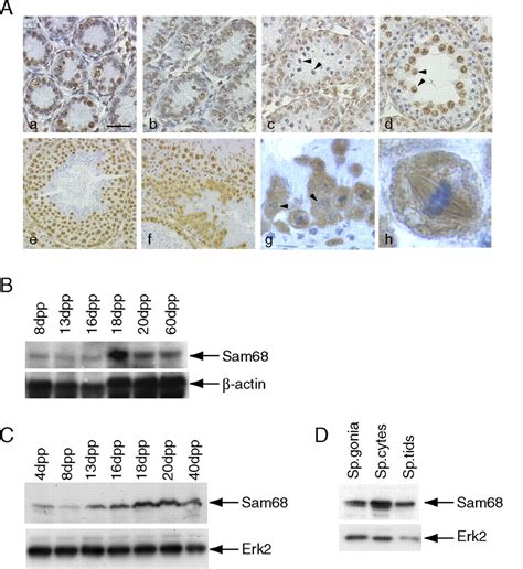 The Nuclear Rna Binding Protein Sam68 Translocates To The Cytoplasm And