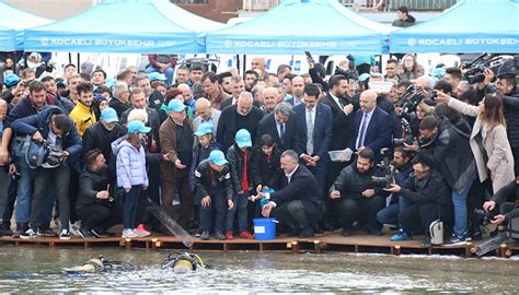 Karamürselden Körfeze 6 bin balık salındı Kocaeli Büyükşehir Belediyesi