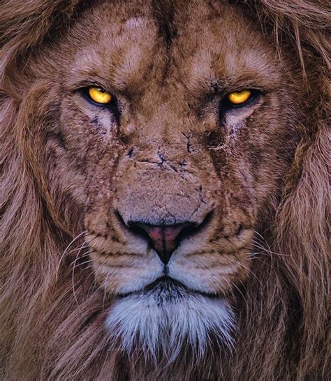 A Close Up Of A Lion S Face With Bright Yellow Eyes And Long Mane