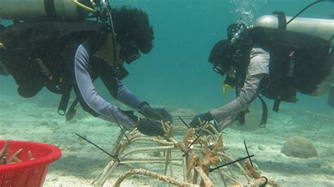 Lestarikan Lingkungan Pln Transplantasi Terumbu Karang Di Konawe