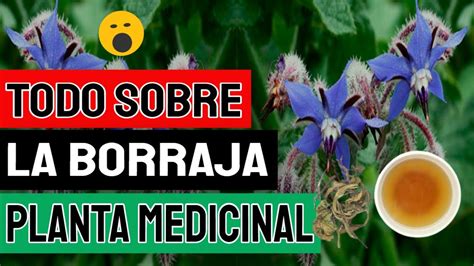 Para Que Sirve La Borraja Planta Medicinal Propiedades Beneficios Y