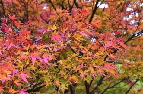 Acer Palmatum Caracter Sticas Variedades Cuidados Usos Planta