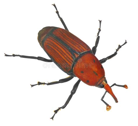 Red Palm Weevil Rhynchophorus Ferrugineus Stock Image Image Of