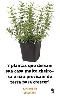 7 plantas que deixam sua casa muito cheirosa e não precisam de terra