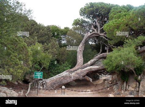 Garibaldi Pine Planted In At His Home On The Island Of Caprera