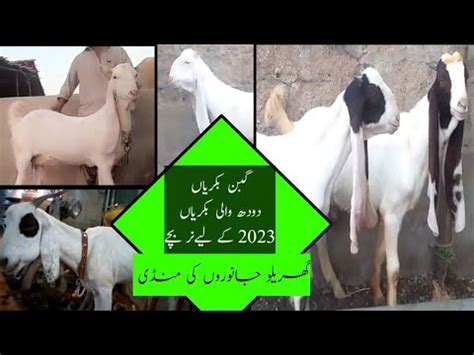 Home Goats For Sale WhatsApp Bakra Mandi No213 Gulabi Goats For