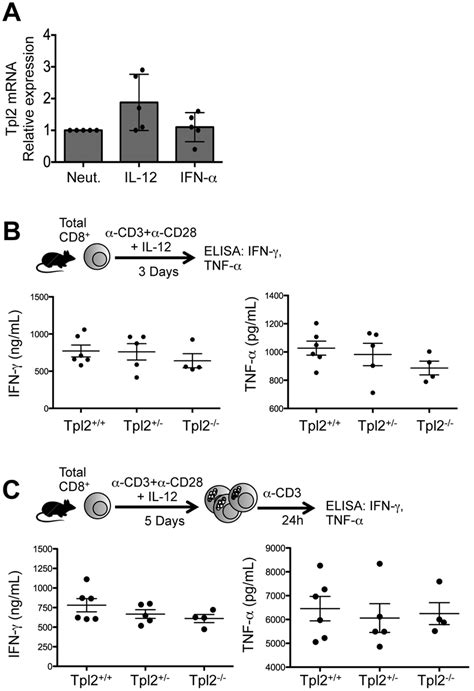 Tpl2 Expression Is Dispensable For Effector Cytokine Secretion From