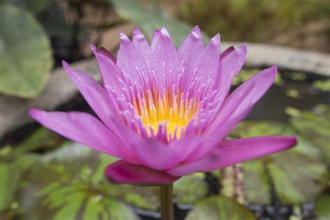 Wild Lotus Flower in Karnataka, India. Natural Colors Stock Photo - Image of karnataka, wild ...