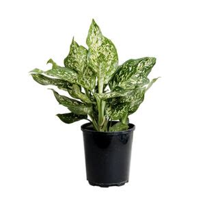 Aglaonema Eileen Chinese Evergreen 125mm The Jungle Collective