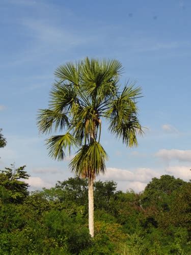 Palma De Guano Sabal Japa Inaturalist Mexico