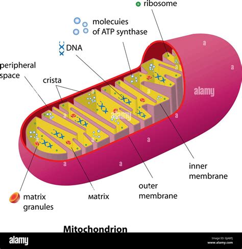 I mitocondri ne generano di più immagini e fotografie stock ad alta