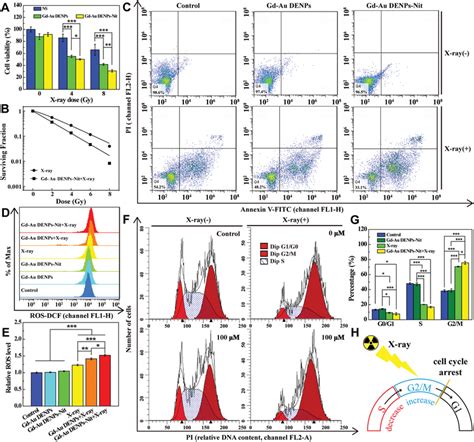 A Cell Viability Of Cne‐1h Cells Incubated With Gd‐au Denps Gd‐au