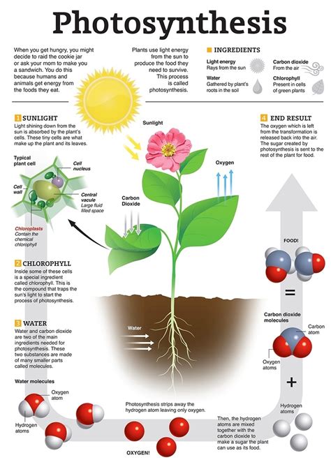 Photosynthesis in Plants - Ygraph