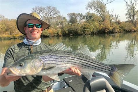 Fly Fishing For Stripers On The California Delta