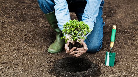 Les forêts en reboisement émettent du carbone