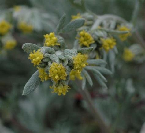 Artemisia Umbelliformis Alchetron The Free Social Encyclopedia