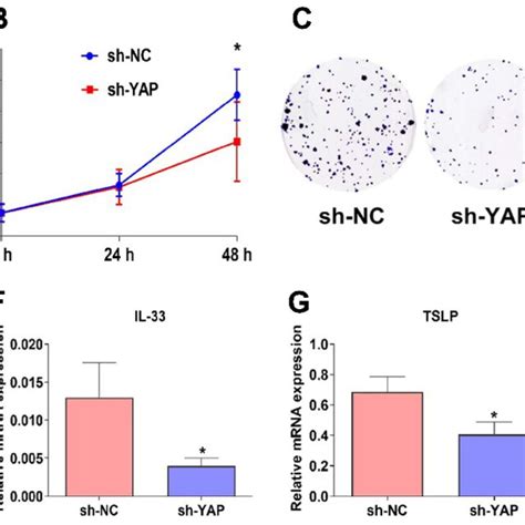 Inhibition Of Yap Induces Cell Cycle Arrest In Rpmi Cells A