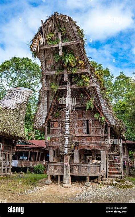 Tongkonan Houses Traditional Torajan Buildings Tana Toraja Sulawesi