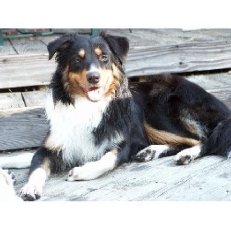 English Shepherd Breeders in the USA and Canada | FreeDogListings