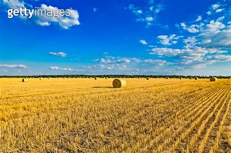 Large Round Cylindrical Straw Or Hay Bales In Countryside On Yellow