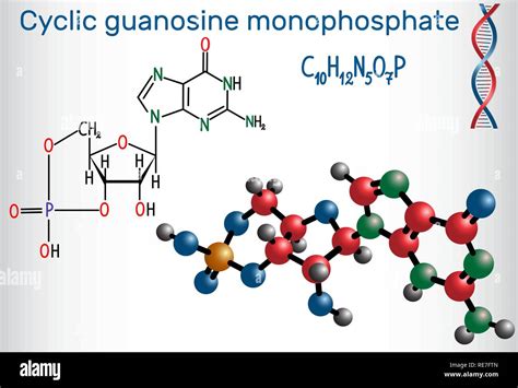 Cyclic guanosine monophosphate Stock Vector Images - Alamy