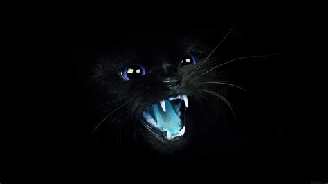 Cute Black Cats Wallpapers - Wallpaper Cave