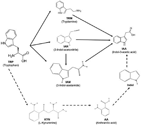 [PDF] STUDY OF INDOLE-3-ACETIC ACID BIOSYNTHESIS PATHWAYS IN ...