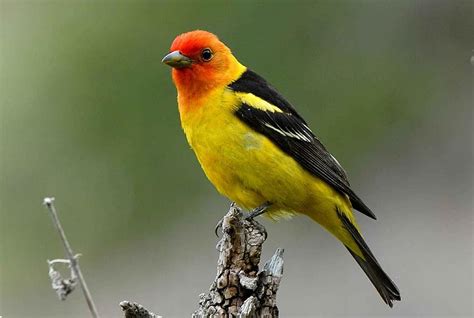 branch, perches, western, colorful, tanager, birds, animals, fauna | Pikist