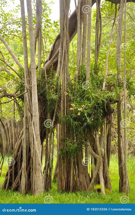 Beautiful Banyan Tree with Leaves and Flowers. Stock Photo - Image of ...