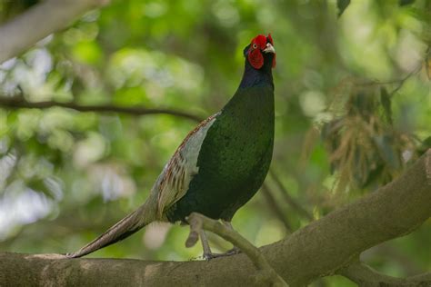 Ml618358128 Green Pheasant Macaulay Library