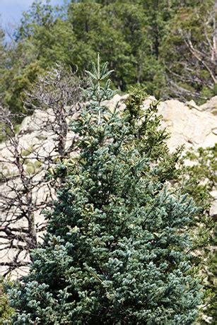 White Fir Abies Concolor Photograph Of Photo Of Image Of