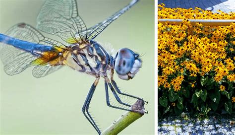 One Dragonfly Can Eat S Of Mosquitoes Per Day Keep These Plants In