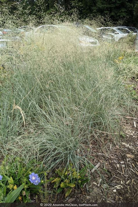 Eragrostis Elliottii Field Lovegrass Izel Native Plants