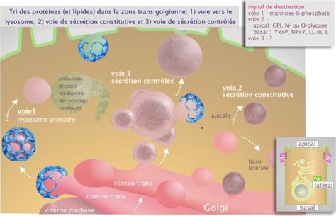 Introduction 9 Les Voies D Exo Et Endocytose Biologie Cellulaire