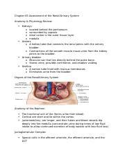 Chapter Assessment Of The Renal System Docx Chapter Assessment