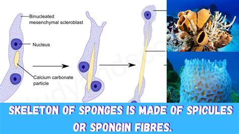 What Is The Skeleton Of Spongesporifera Made Up Of Youtube