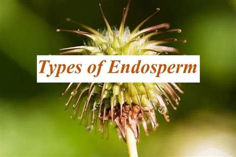 What Is Endosperm Types Of Endosperm Examples Of Endosperms