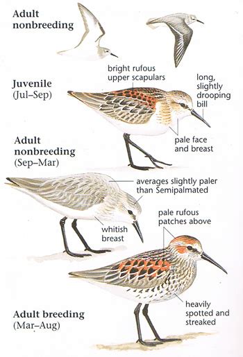 Western Sandpiper | Sandpiper, Bird species, Sandpiper bird