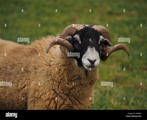 Spiral Horns In Sheep Hi Res Stock Photography And Images Alamy