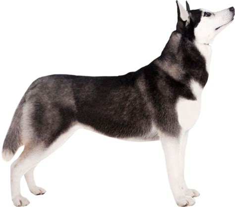 Cute Husky Png Download Image Png Arts