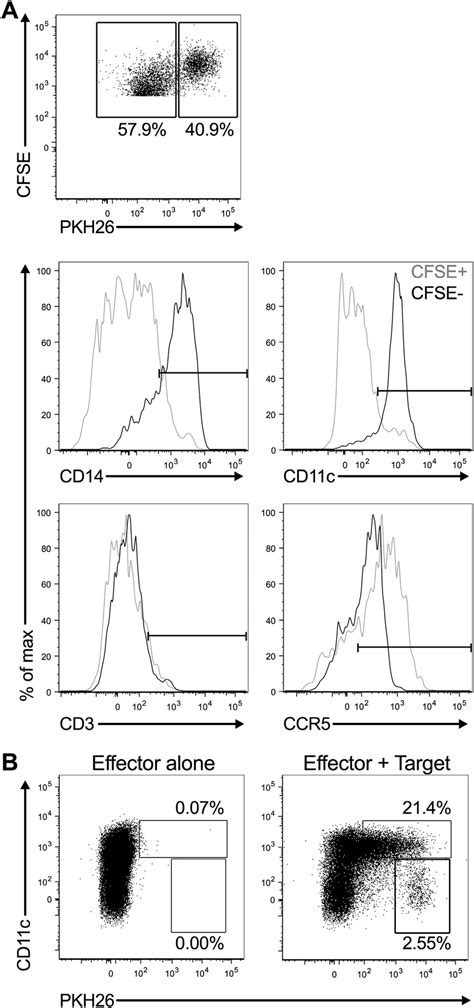 Pkh26 Cfse Cells Are Monocyte Effector Cells Representative Flow