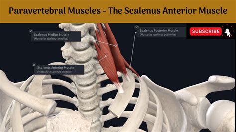 Paravertebral Muscles The Scalenus Anterior Muscle Attachments