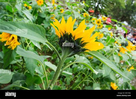 Sunflowers Natural Background Field Of Blooming Sunflowers Stock Photo