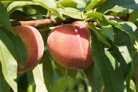 Peach on a Tree Branch, Harvest Stock Photo - Image of crop, food: 74252404