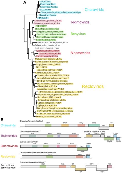 A Phylogenetic Subtree Of The Whole Tree Of RdRp Domains From Figure