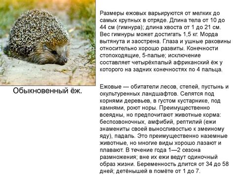 Отряд Насекомоядные млекопитающие - презентация онлайн