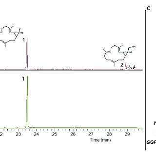 Uplc Ms Chromatograms Showing The Prenyl Diphosphate Profile Of N