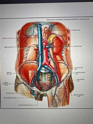 Sectional Anatomy Unit Flashcards Quizlet